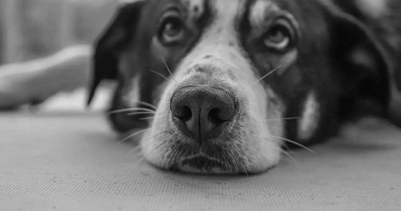 西檬之家你是S属性吗?字母圈支配者入门 一